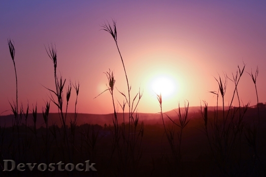 Devostock Sunset Silhouette Landscape Plant