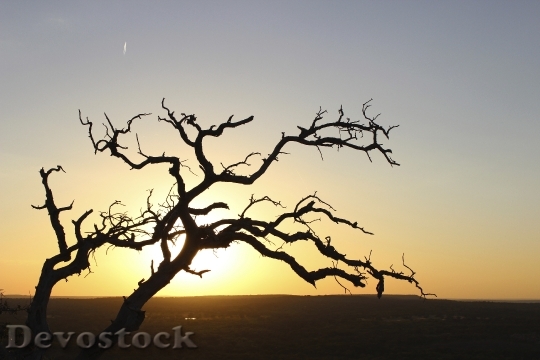 Devostock Sunset Sky Horizon Tree