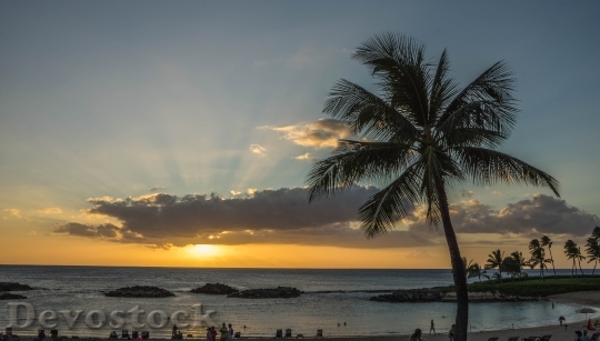 Devostock Sunset Sun Rays Palm