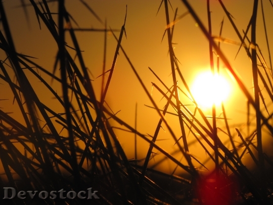 Devostock Sunset Sunshine Silhouette Grasses