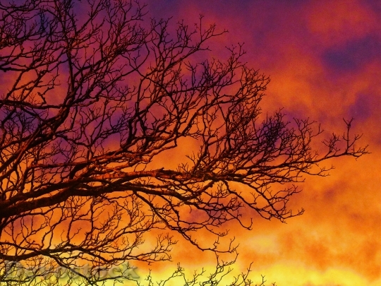 Devostock Sunset Tree Branches Sky