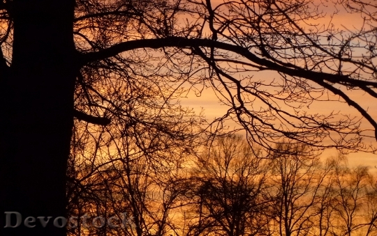 Devostock Sunset Tree Evening Sky 1