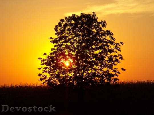 Devostock Sunset Tree Landscape Corn