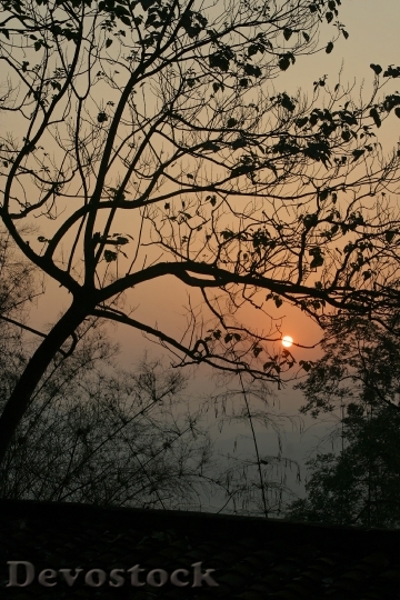 Devostock Sunset Tree Nature Twilight