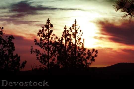 Devostock Sunset Tree Sky Cloud 1
