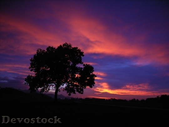 Devostock Sunset Tree Sky Cloud 2