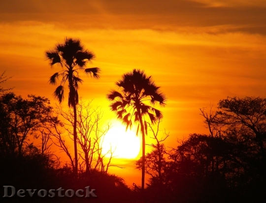 Devostock Sunset Trees Africa Twilight