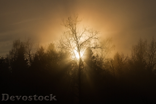 Devostock Sunset Trees Mist Silhouette