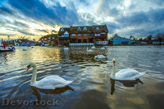 Devostock Swans Wroxham England River
