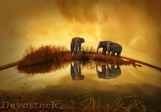 Devostock Thailand Elephant Sunset Nature 68550.jpeg