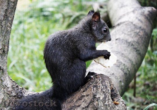 Devostock The Squirrel Animal Mammal