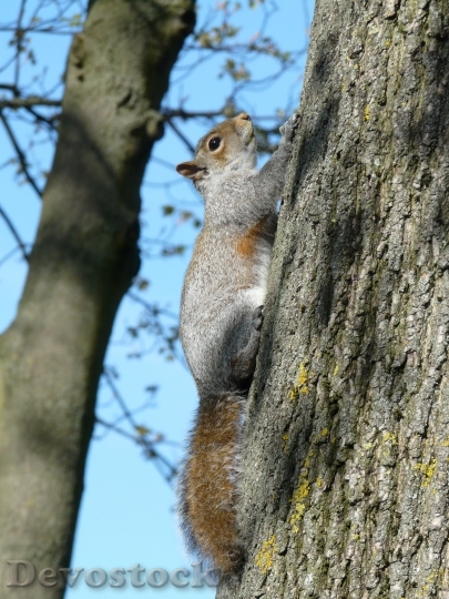 Devostock The Squirrel Nature Tree