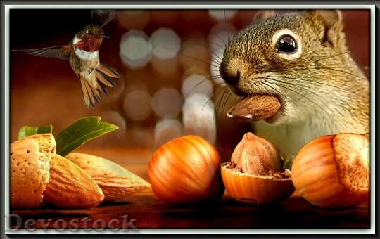 Devostock The Squirrel Nuts Fruit