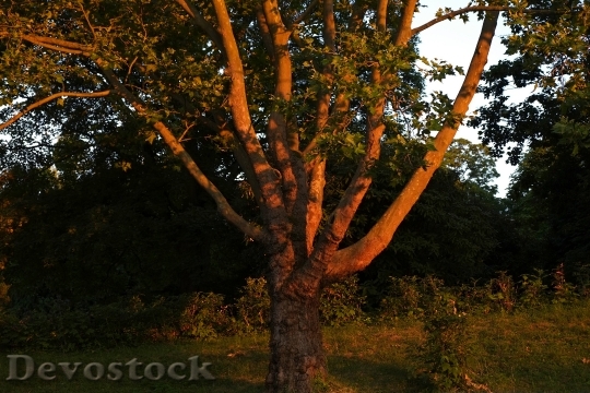 Devostock Tree Aesthetic Branches Bark
