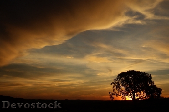 Devostock Tree Eventide Sol Sunset