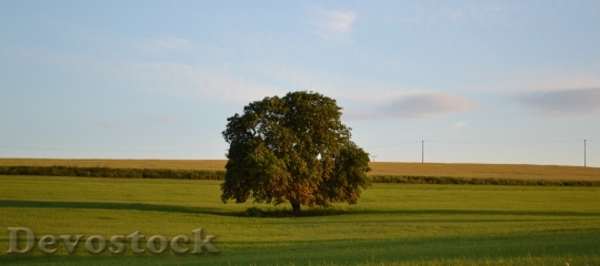 Devostock Tree Horizon Grass Sky