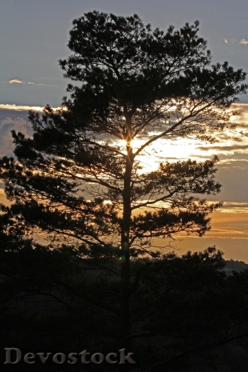 Devostock Tree Pine Evening Sun
