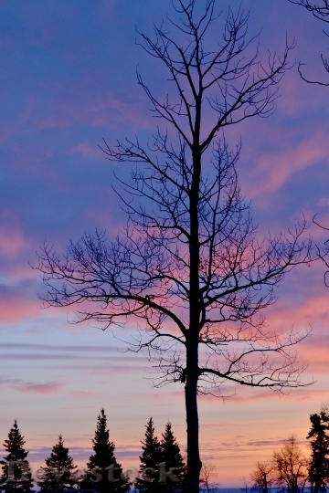 Devostock Tree Silhouette Dawn Sunset