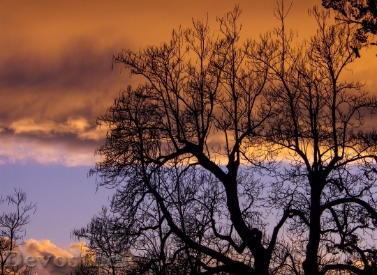 Devostock Tree Silhouette Sky Sunset