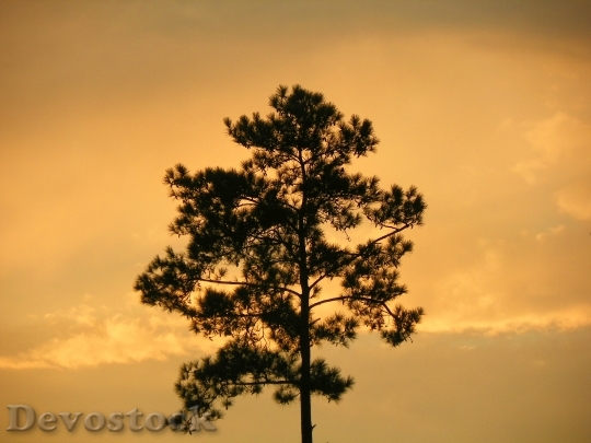Devostock Tree Silhouette Sunset Nature