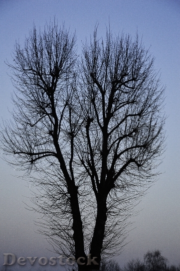 Devostock Tree Sky Gradient Nature