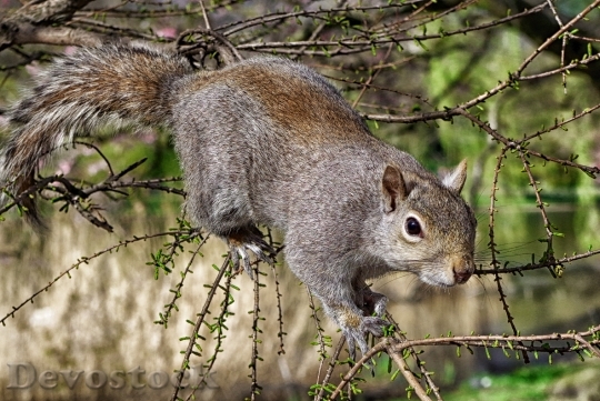 Devostock Tree Squirrel Animal Branch