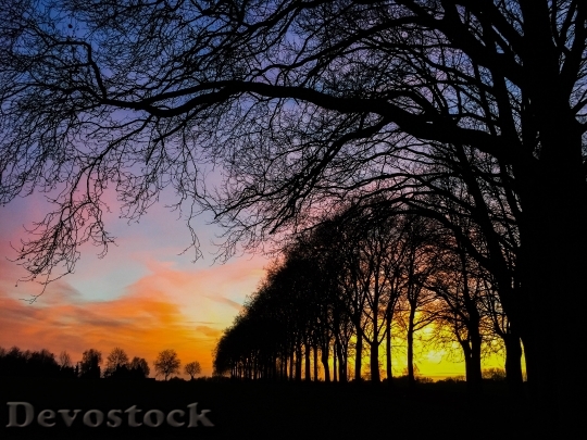Devostock Tree Sun Landscape Sunset