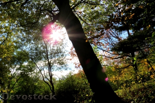 Devostock Tree Sun Sunshine Forest