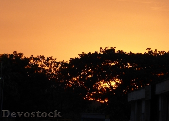 Devostock Tree Tops Evening Sunset