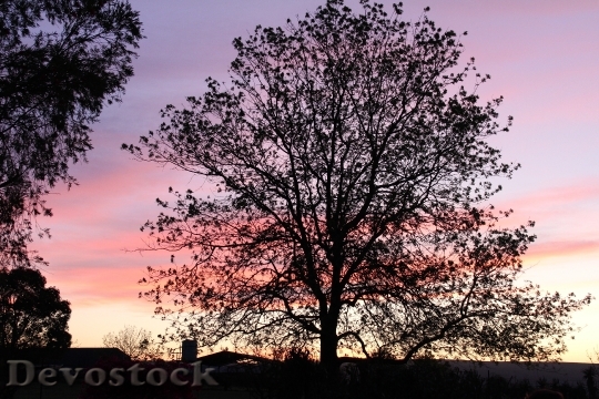 Devostock Tree Tree Silhouette Sunset