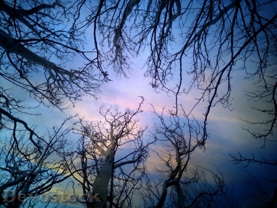 Devostock Trees Branches Heaven Sunset