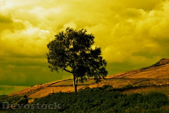 Devostock Trees Evenings Golden Yellow