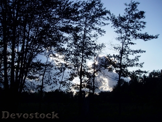 Devostock Trees Sunrise Sunset Morning