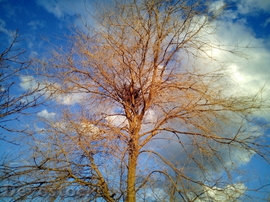 Devostock Trees Tree Sky Clouds