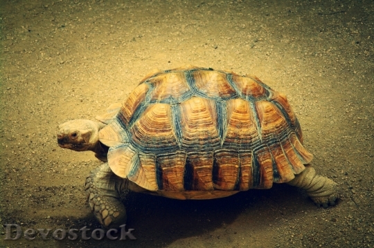 Devostock Turtle Animal Sea Turtle