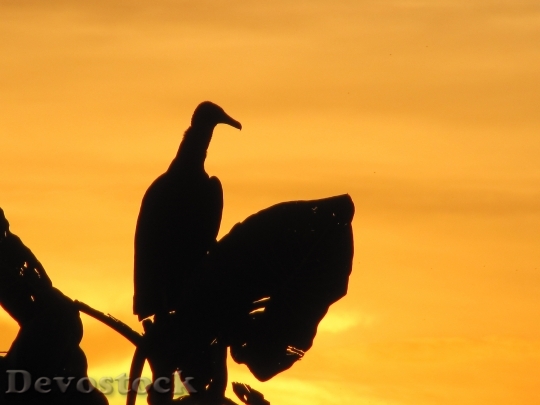 Devostock Urubu Vulture Birds Animal
