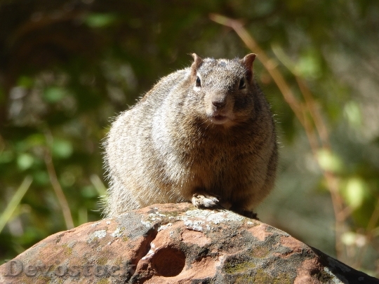 Devostock Usa Rodent Squirrel Rock