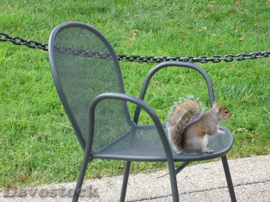 Devostock Washington Park Squirrel Chair
