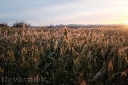 Devostock Wheat Field Barley Hops