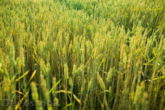 Devostock Wheat Field Grass Farm