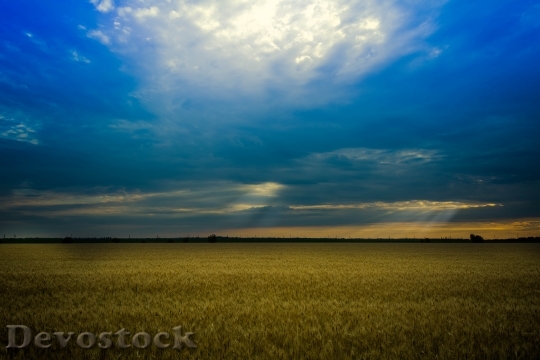 Devostock Wheat Lan Sun Field