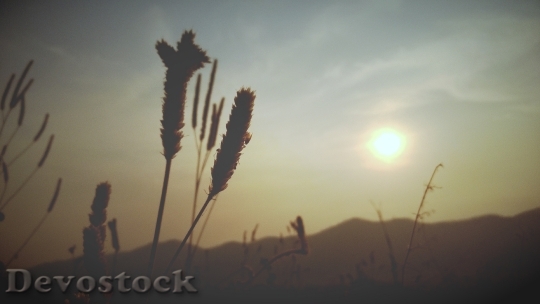 Devostock Wheat Silhouette Sunset 759431
