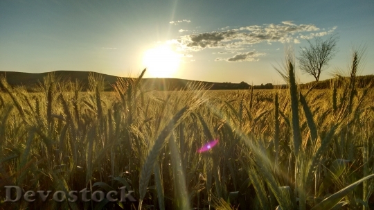 Devostock Wheat Sunset Spikes Open