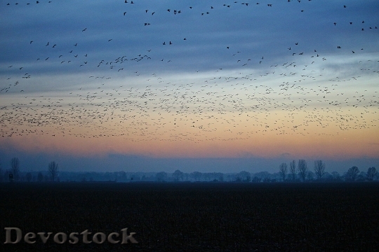 Devostock Wild Geese Evening Sky 2