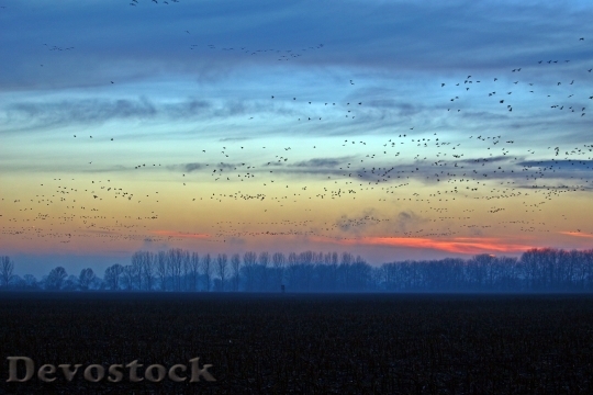 Devostock Wild Geese Evening Sky 3