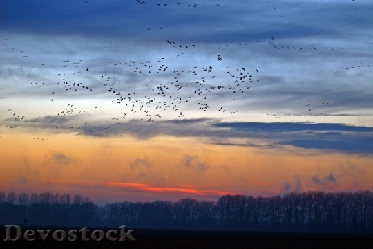 Devostock Wild Geese Evening Sky