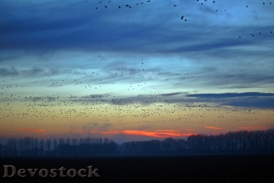 Devostock Wild Geese Evening Sky 4