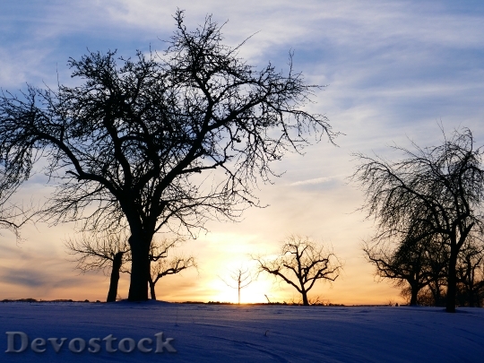 Devostock Winter Mood Tree Sunset 0