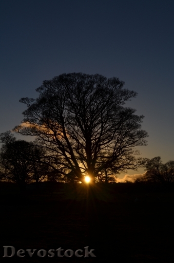 Devostock Winter Solstice Tree Sun