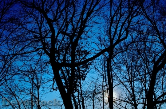 Devostock Winter Trees Silhouette Sunset